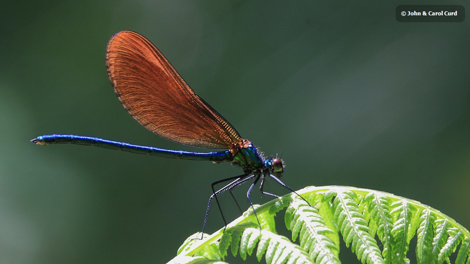 IMG_0424 Calopteryx virgo male.JPG